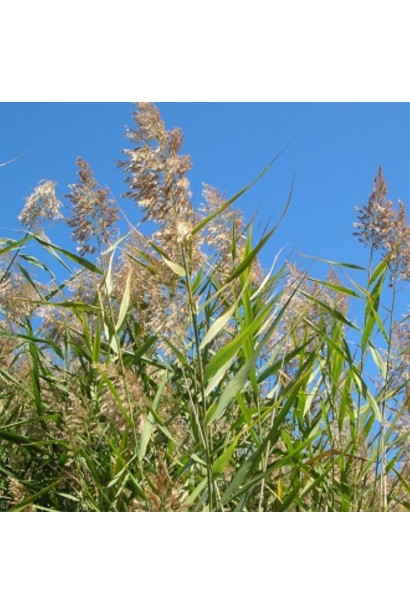 Очерет звичайний фото